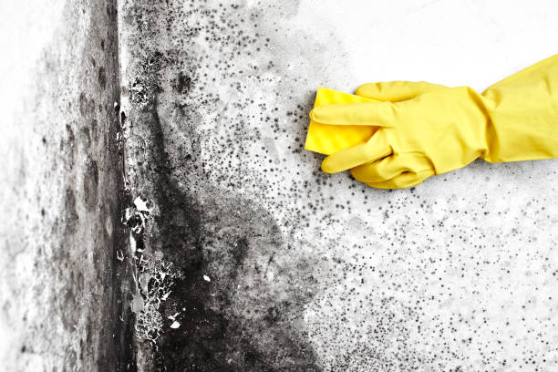Best Local Mold Removal Service  in Star, NC