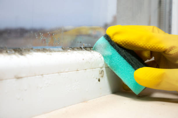 Certified Mold Removal in Star, NC