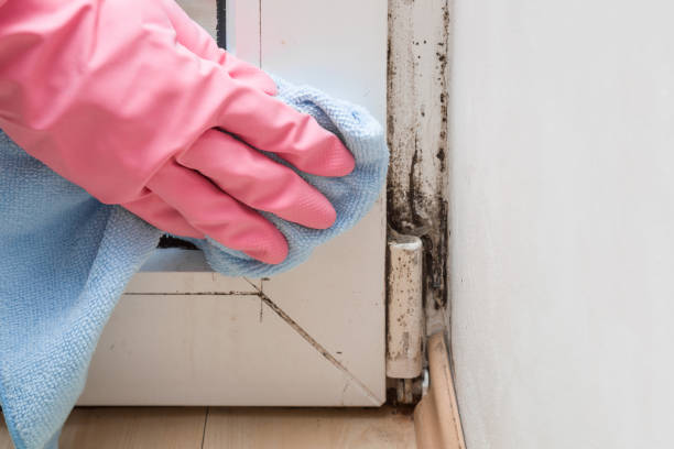 Trusted Star, NC Mold Removal Experts