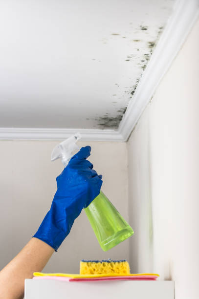 Best Professional Mold Removal  in Star, NC