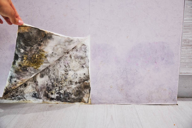 Best Commercial Mold Removal  in Star, NC